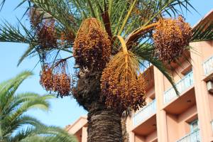 Judean Date Palm