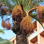 Judean Date Palm