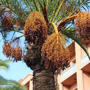 Judean Date Palm