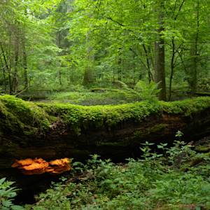 Parks And Reserves, Bialowieza Forest