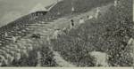 The Fruit is Sweet, The Leaves Are Green, Quechua Harvest Song