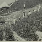 The Fruit is Sweet, The Leaves Are Green, Quechua Harvest Song