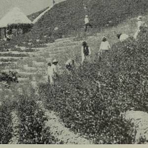 The Fruit is Sweet, The Leaves Are Green, Quechua Harvest Song