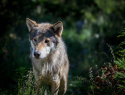 Wolf Populations Quadruple in Europe