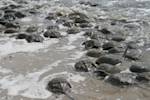 Horseshoe Crabs Are Gone