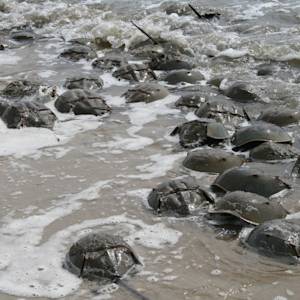Horseshoe Crabs Are Gone