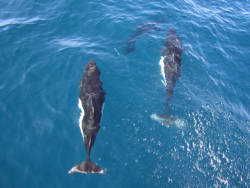 Porpoises return to play in San Francisco Bay