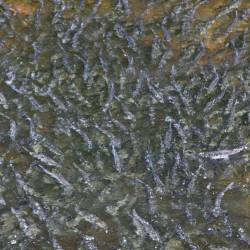A plague of alewives