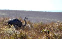 Rhea Habitat Being Destroyed Across East South America