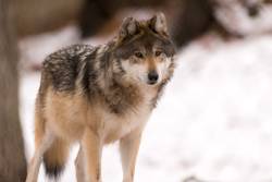 A Pack of Wolves Turn Up in Berlin for the First Time in 100 Years