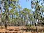 Longleaf Pine