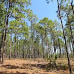 Longleaf Pine