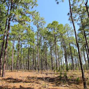 Longleaf Pine