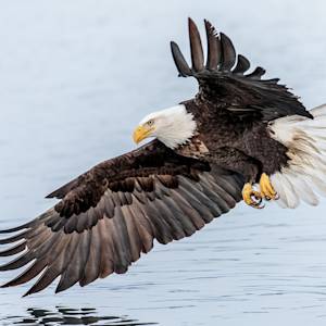 The Endangered Species Act