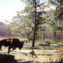 Yellowstone suspends culling of Bison 