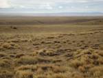 Patagonian and Andean Steppe