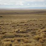Patagonian and Andean Steppe