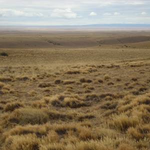 Patagonian and Andean Steppe
