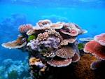 Coral Reefs