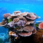Coral Reefs