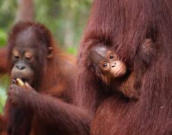 Only Locals Can Save the Orangutan