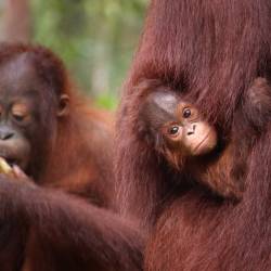 Only Locals Can Save the Orangutan