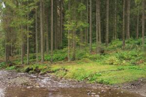 Carpathian Montane Forests