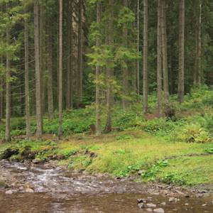 Carpathian Montane Forests