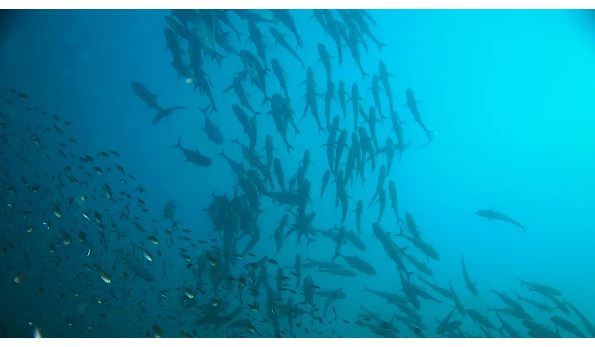 responsible fishing programs fish underwater