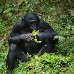 Groundwork laid for Bonobo Peace Forest