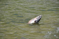 Coho salmon run reaches modern-day record