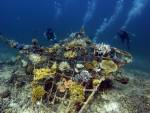 Artificial reef planting