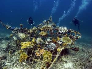 Replanting Reefs