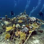 Replanting Reefs