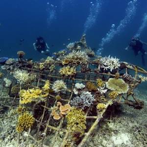 Replanting Reefs