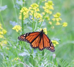 Monarch Butterflies in my Backyard