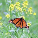 Monarch Butterflies in my Backyard