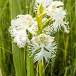 Western Prairie Fringed Orchid