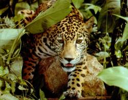 Fewer than 250 jaguars remain