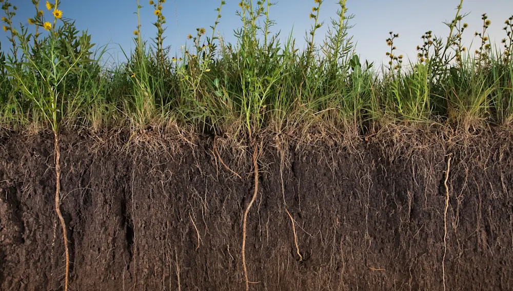 Working Lands - Soil Roots (image only)