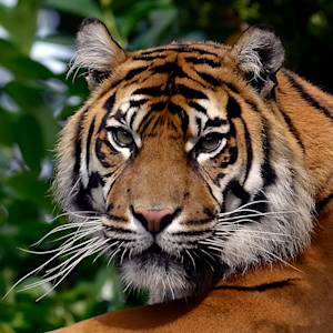 "Biological Annihilation" Sixth Mass Extinction Progressing