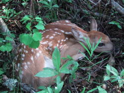 White-tailed deer now Finland's second most populous game animal