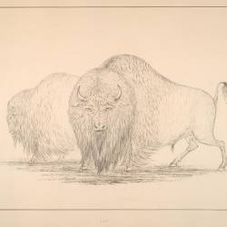 American Bison Society forms