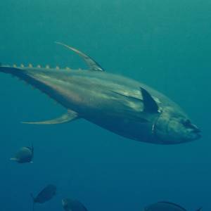 Mercury Persistent in Ocean and Tuna