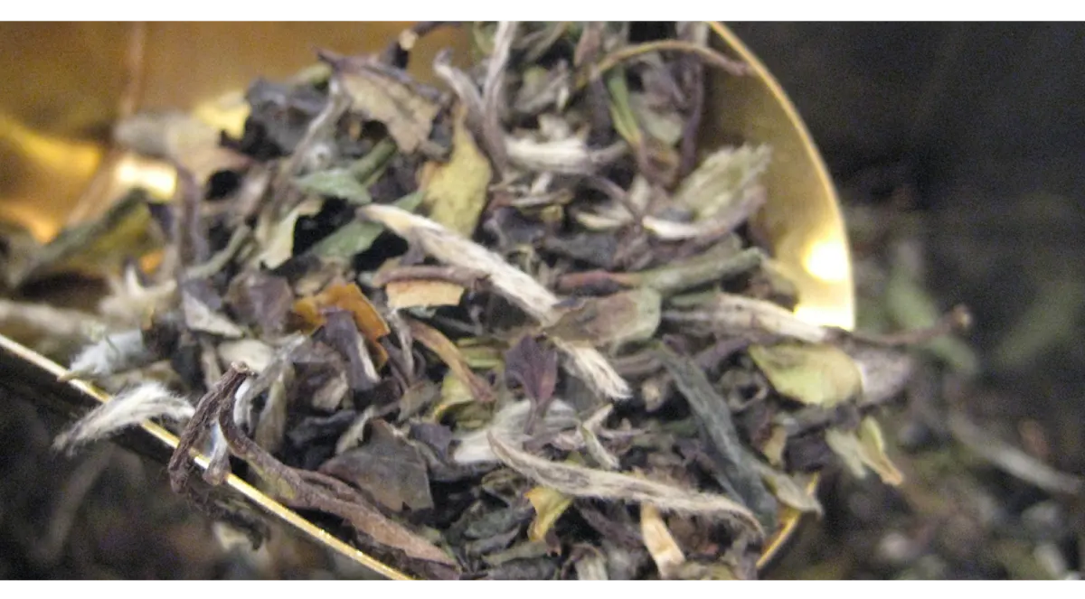 TEA header image