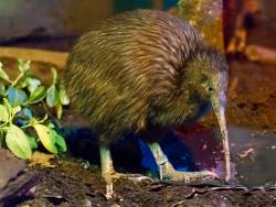 Kiwi Bird Population Plummets