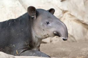 Central American Tapir