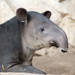Central American Tapir