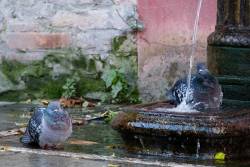 Wildlife Returns to Tourist-free Venice