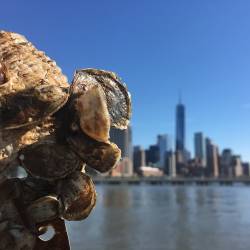 New York oyster making a comeback